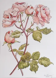 Roses, Abraham Derby, 2012